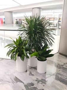 “宁波慈溪花木出租，为您的空间增添自然之美验